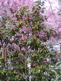 f0010195_2338825.jpg