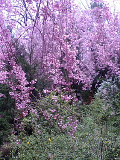 f0010195_2338976.jpg