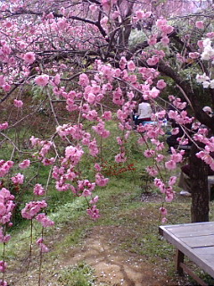 f0010195_2338986.jpg