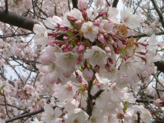 b0044296_22131034.jpg