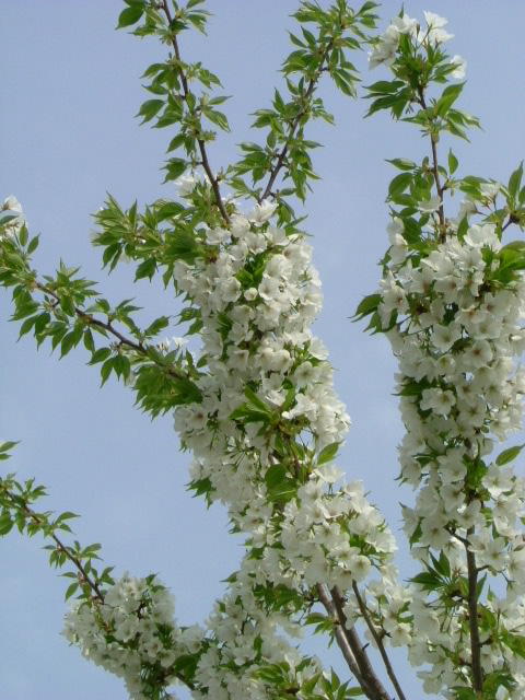 b0044296_22175419.jpg