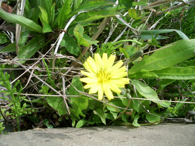 e0025300_11253162.jpg