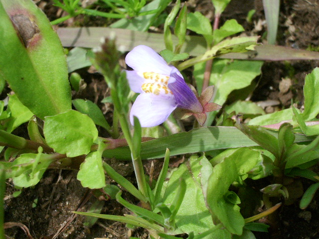 e0025300_11354546.jpg
