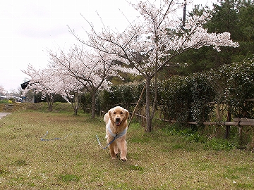 d0080601_131407.jpg