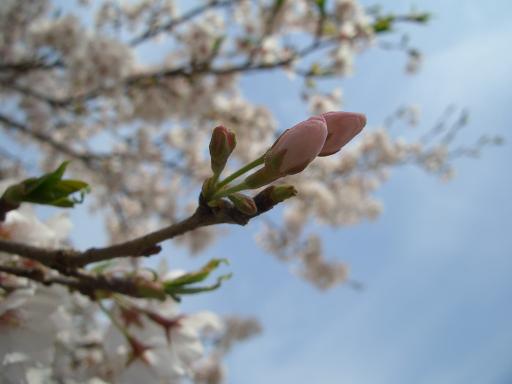 e0033713_21291259.jpg