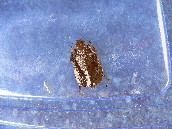 e0002314_202778.jpg