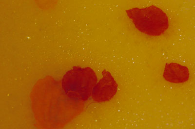 f0056516_256425.jpg