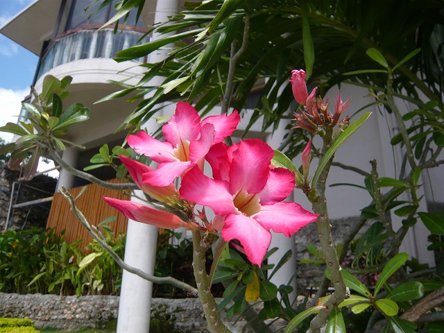 d0018753_0174680.jpg