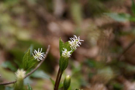 a0091666_2029325.jpg