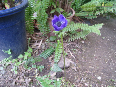 c0132387_0444422.jpg