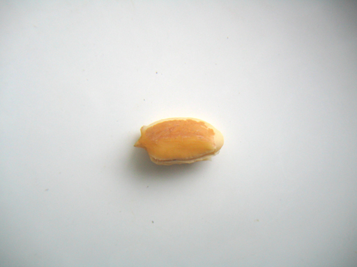 スターアップルの種子の殻を取ったところ、a star apple seed without the outer husk