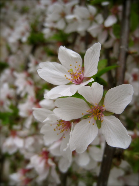 c0120817_644161.jpg