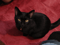 c0136736_2102712.gif