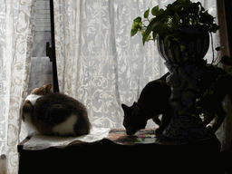 c0136736_21135243.gif