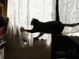 c0136736_21141562.gif