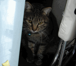 c0136736_211625100.gif