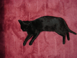 c0136736_21213945.gif