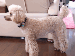 c0136736_212692.gif
