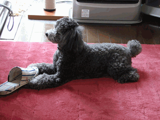 c0136736_2133033.gif