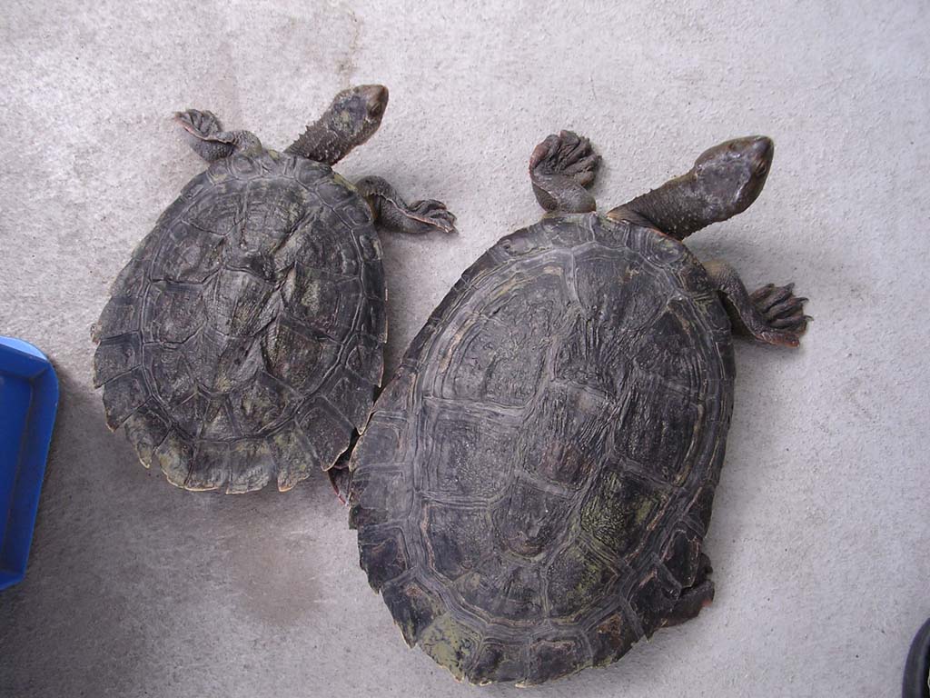 e0119439_23252030.jpg