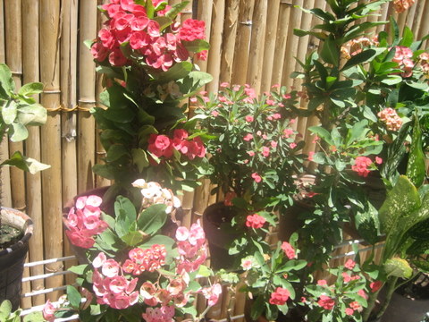 e0018143_34244.jpg