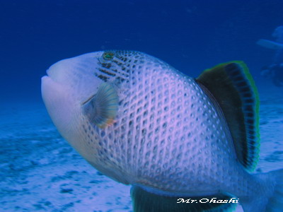 e0027447_2163860.jpg