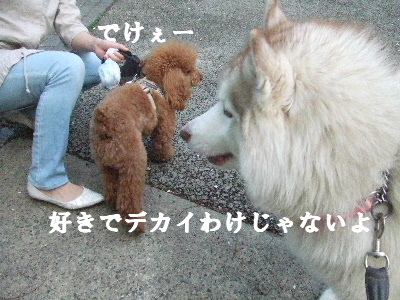 e0121548_22464354.jpg