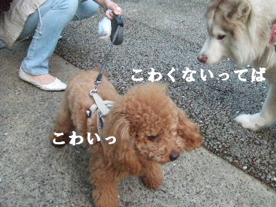 e0121548_2247613.jpg
