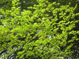 e0138350_20511746.jpg
