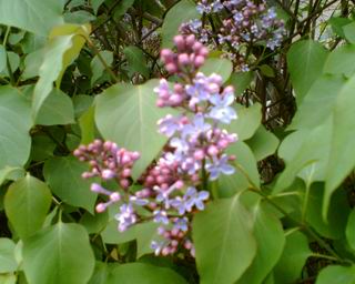 f0021504_3371549.jpg
