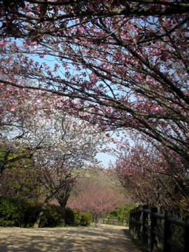 c0145209_0485088.jpg