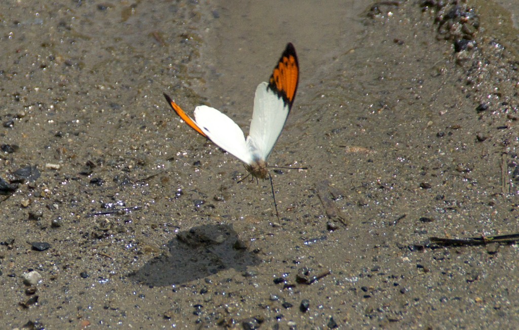 d0053930_6302883.jpg