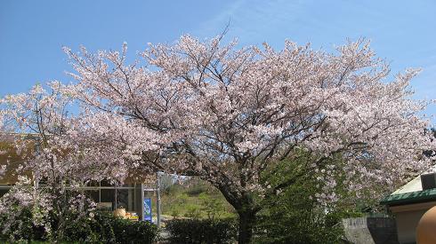 e0120156_18323780.jpg