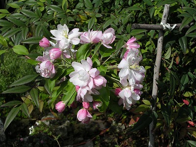b0120159_23464770.jpg