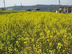 e0041168_106227.jpg