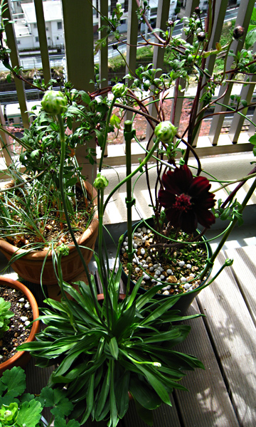 b0034284_4405591.jpg