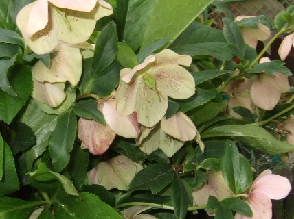 c0157103_8561283.jpg