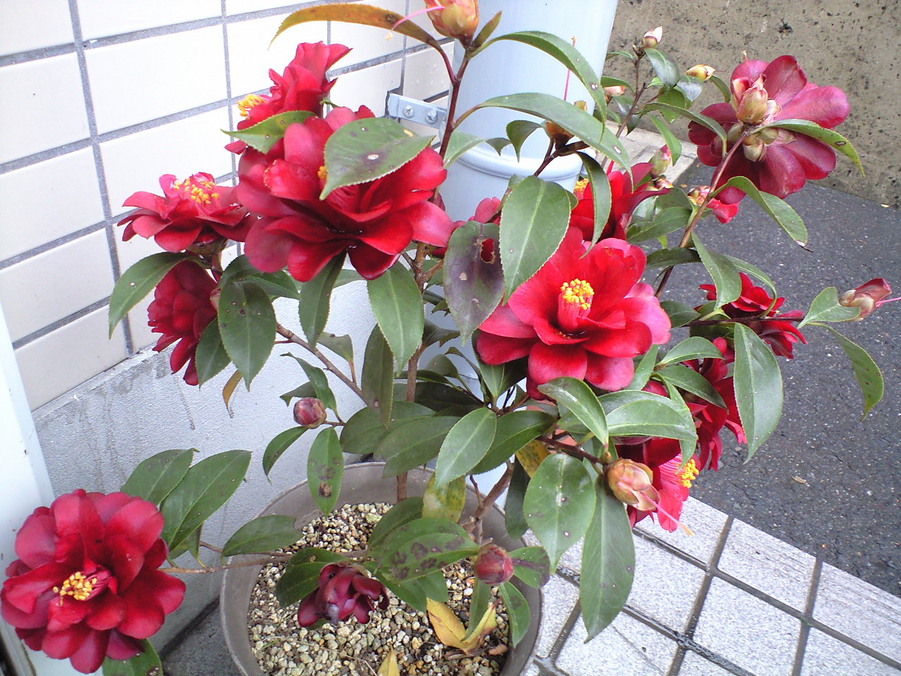 d0000607_14341966.jpg