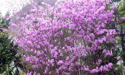 e0083820_1533379.jpg