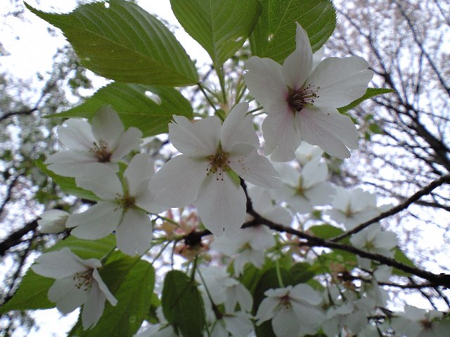 e0123920_1040277.jpg