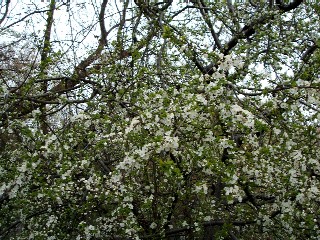 e0047322_23493482.jpg