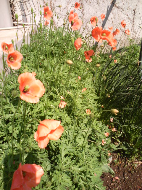 f0127441_2014343.jpg