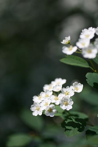 f0032653_11305789.jpg