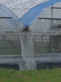 f0055264_1521660.jpg