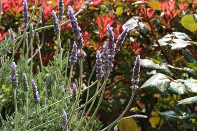 b0139477_10143492.jpg