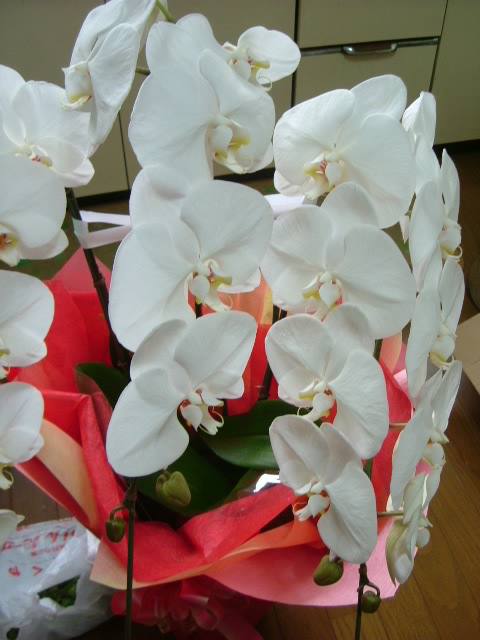 b0044296_100157.jpg