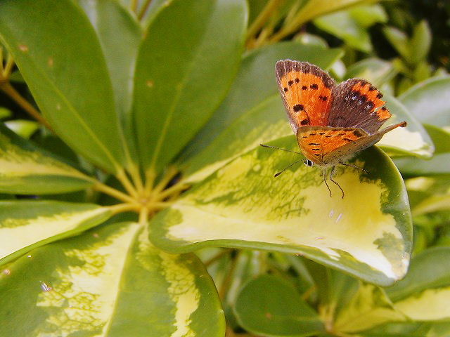 d0037110_20573682.jpg