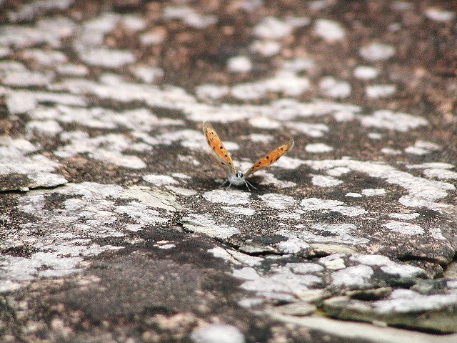 d0037110_20574720.jpg