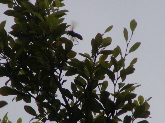 d0037110_2148442.jpg