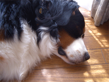 c0143711_1245532.gif